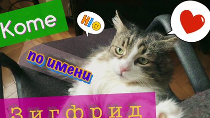 Котэ по имени - Зигфрид