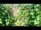 Runner Beans in a Fruit Cage :)