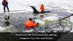 Four orcas rescued after getting trapped in ice