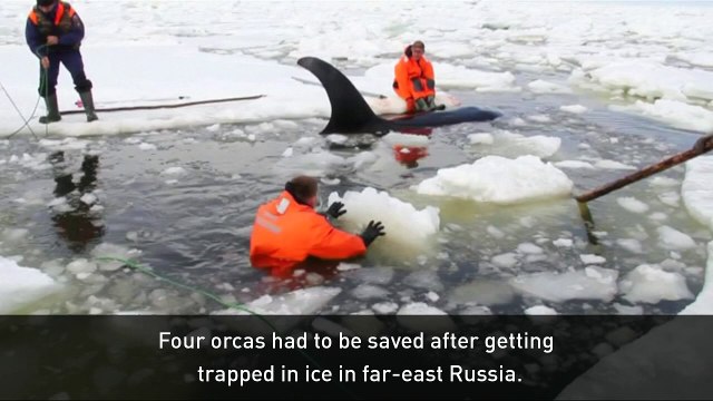 Four orcas rescued after getting trapped in ice