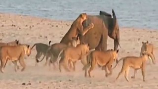 young elephant fight