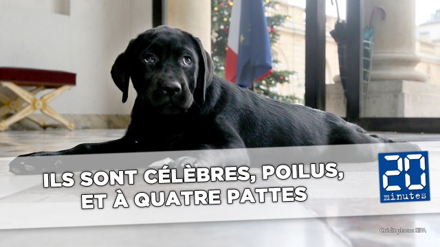 Ils sont célèbres, poilus, à quatre pattes et font du cinéma ou volent dans l'espace