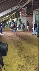 American Pharoah on Breeders Cup Wednesday