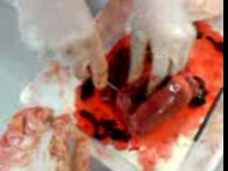 les cours de science avec ado et kevin