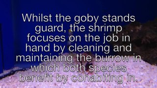 Mutualistic Shrimp-Goby Pairing