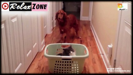 funny videos crazy people