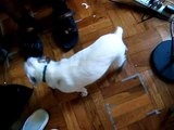 Dog Found: Lost Dog. Small white female dog in Brooklyn