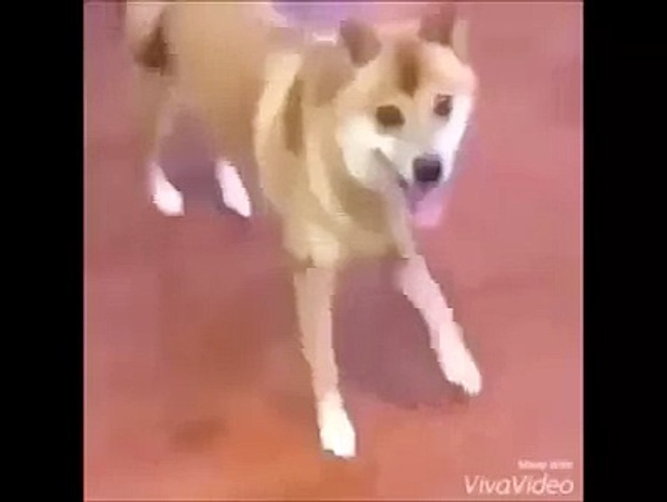 REMOVE KEBAB DOGE