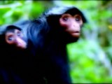 BBC - Vahşi Doğa 1 - Avcılar, Hayvan İç Güdüleri