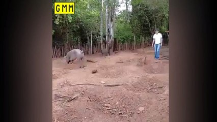 Correndo do Ataque do Porco!