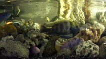 Cichlids in a Coral Tank