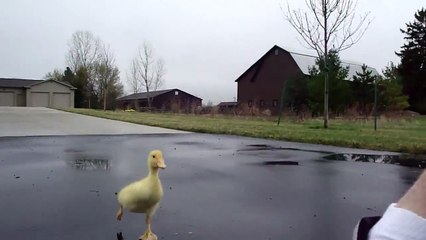Il va à lécole suivi par son meilleur pote le bébé canard