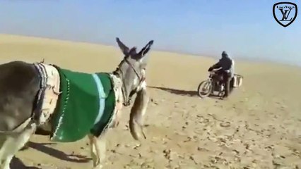 Jumento Mata Uma Raposa! / Furious Donkey Kill a Fox 17/02/2015