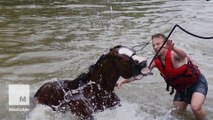 Drowning horses saved from Houston floodwaters