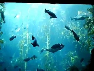 Santa Cruz/Monterey Bay Trip