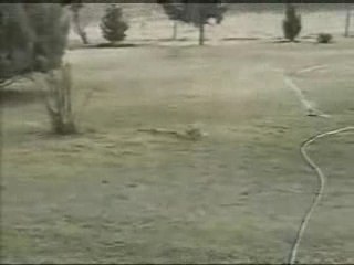 Lapin contre serpent