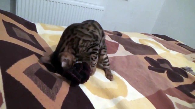 Прикол Кот разбил вазу