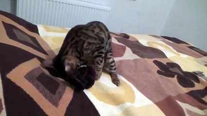 Прикол  Кот разбил вазу