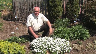 Candytuft- Early Flowering Spring Perennial