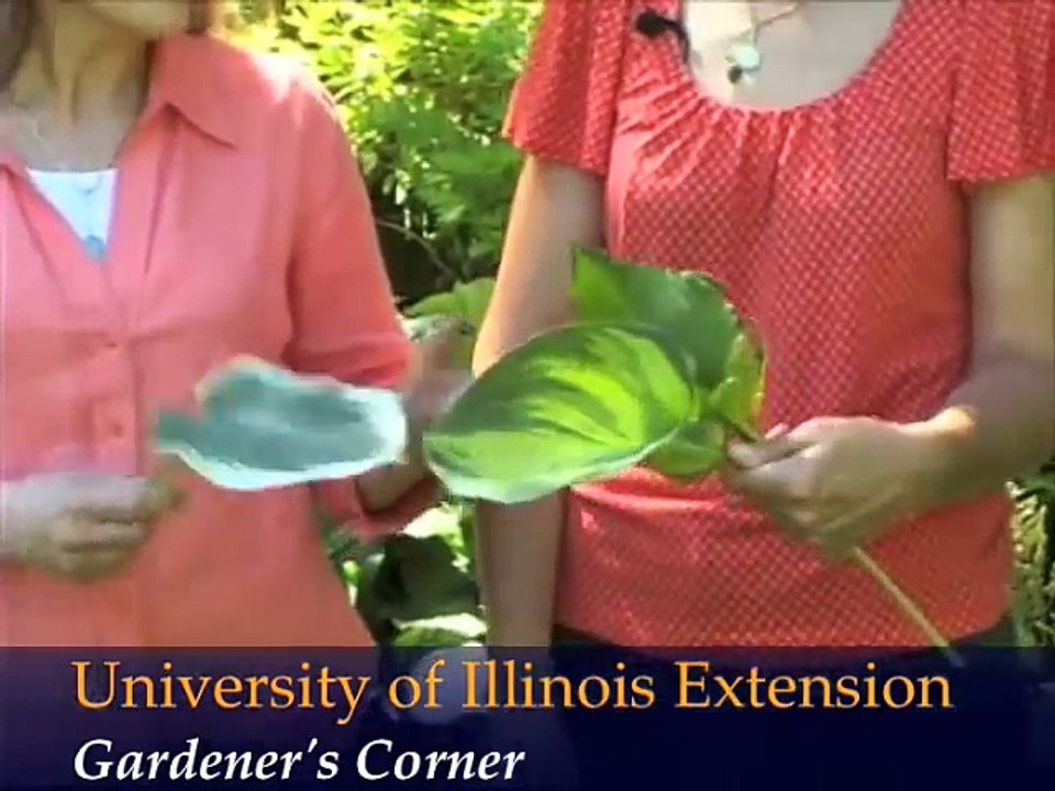 Choosing Shade Companions for Hostas