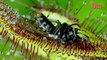 Flesh Eaters Carnivorous Plants Lure Insects Into Their Deadly Clutches