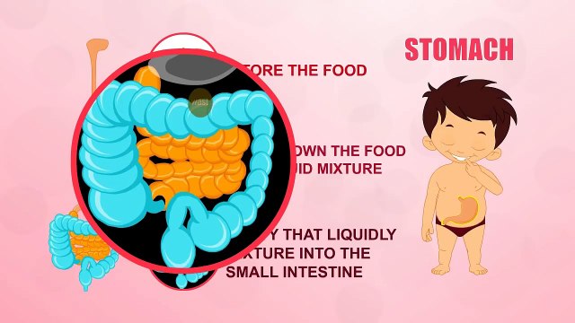 Stomach - Human Body Parts - Pre School Know Your Body - Animated Videos For Kids