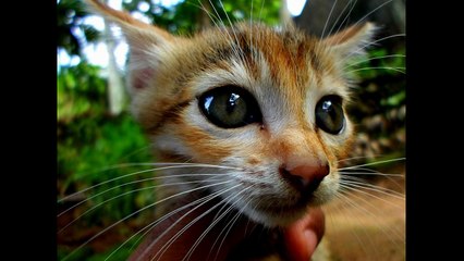 30 Cats in 30 seconds compilation [New] Happy, Happy