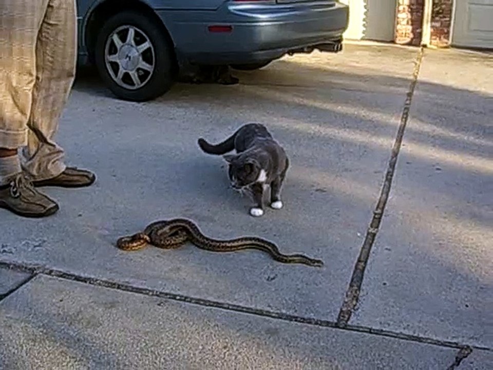 Cat & Snake