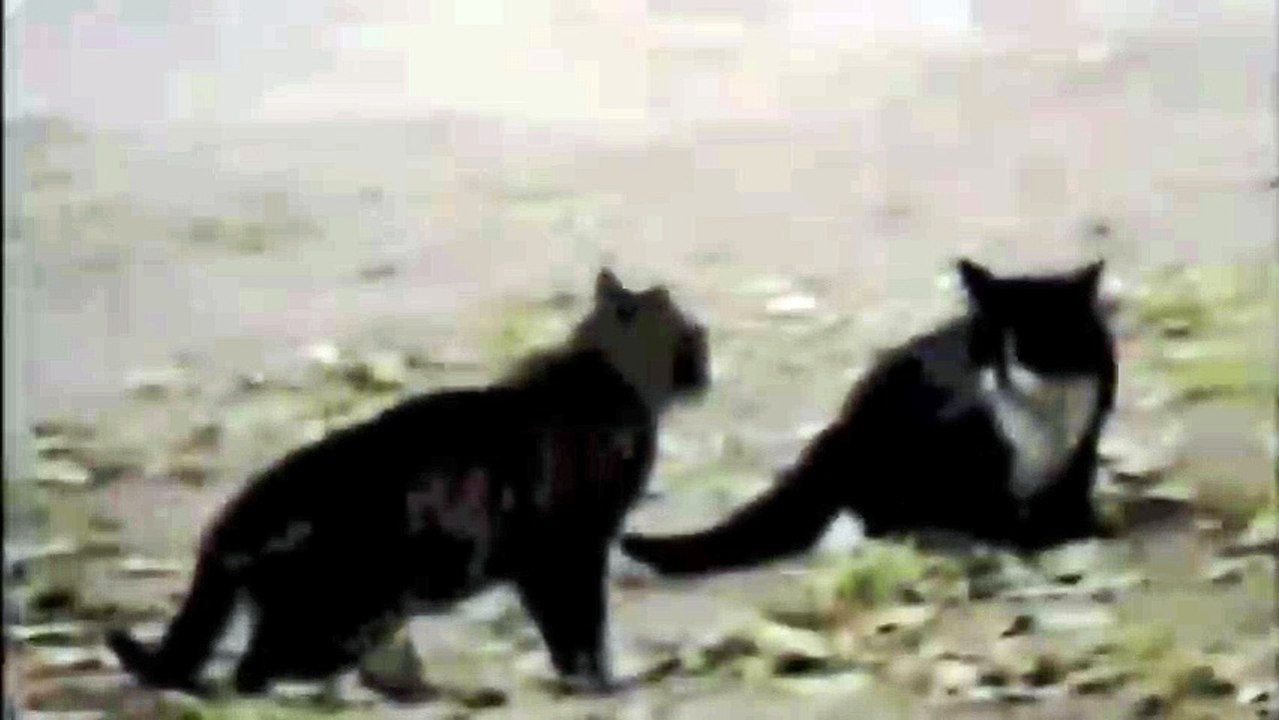 Cat Fight Dog Win