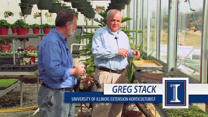 Germinating Bedding Plants in a Garden Center
