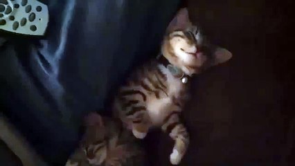 Funny cat dreaming