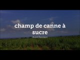 Champ de canne à sucre
