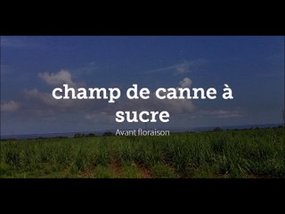 Champ de canne à sucre