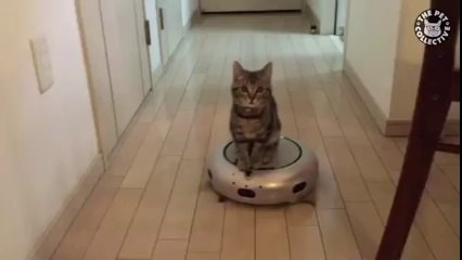 O novo transporte dos gatos