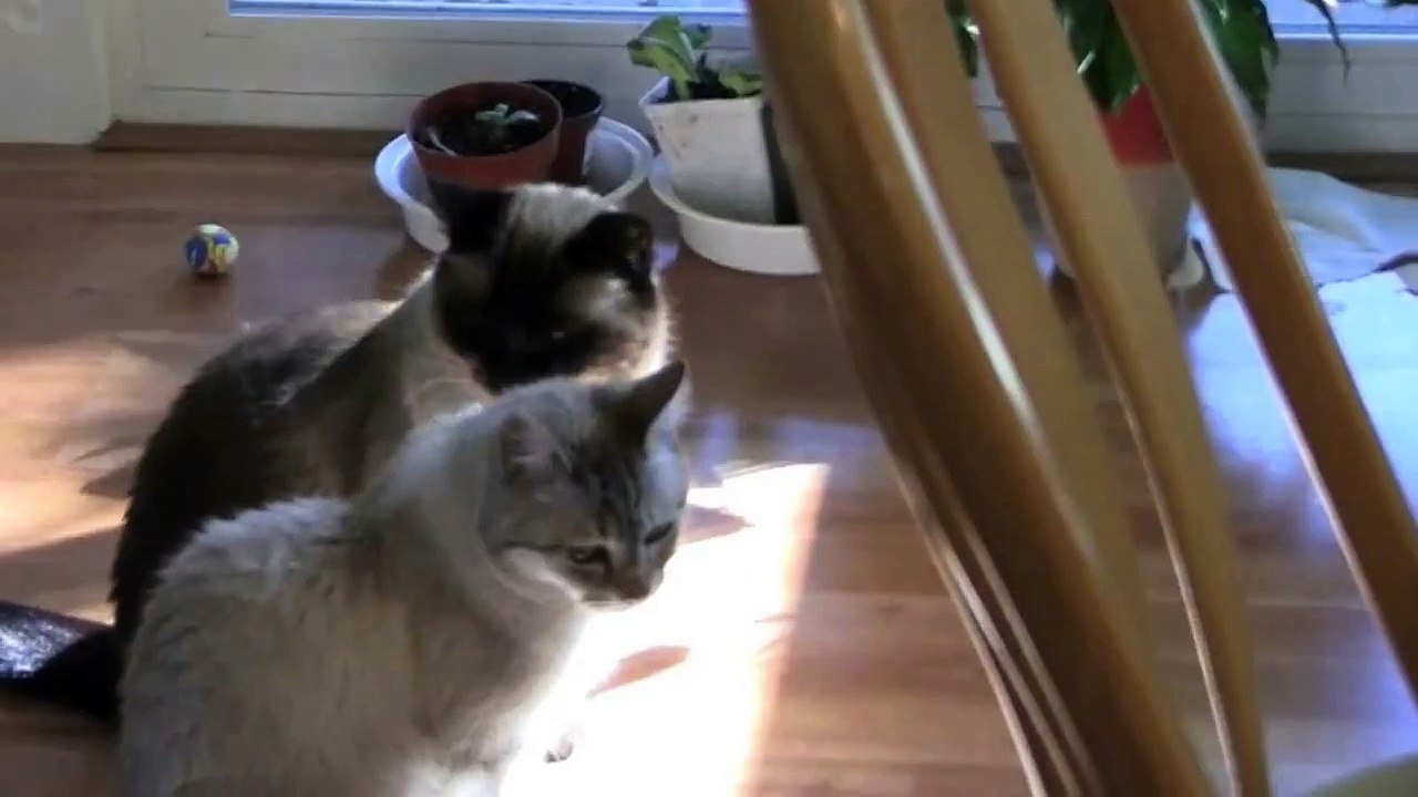 Siamese cats mirroring each other!