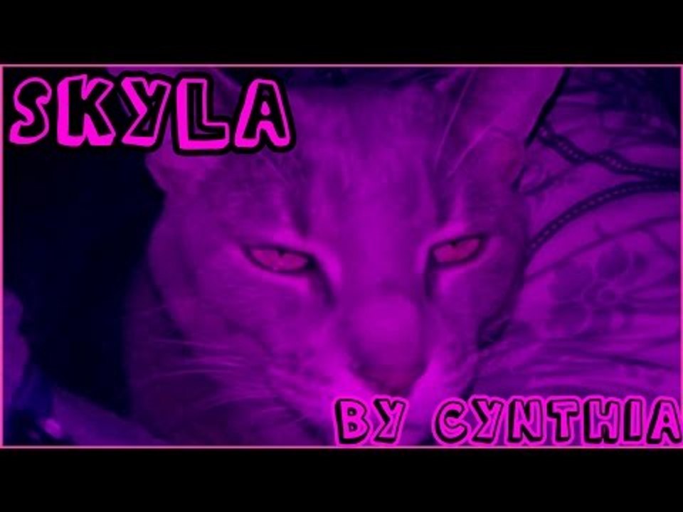 "Skyla" Showing her cat love ♥