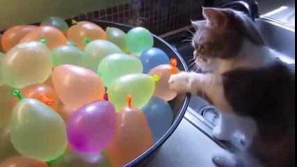 Funny Cats Eating Compilation May 2015