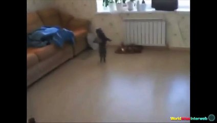 The Ultimate Cats Walking Like Humans Compilation