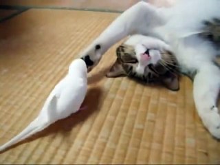 cat playing with a bird, really very cool