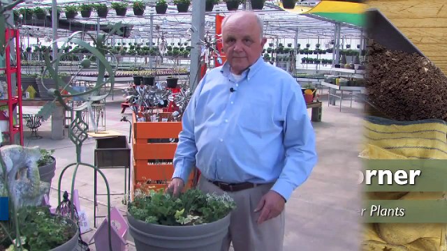 How to Arrange and Space Container Plants