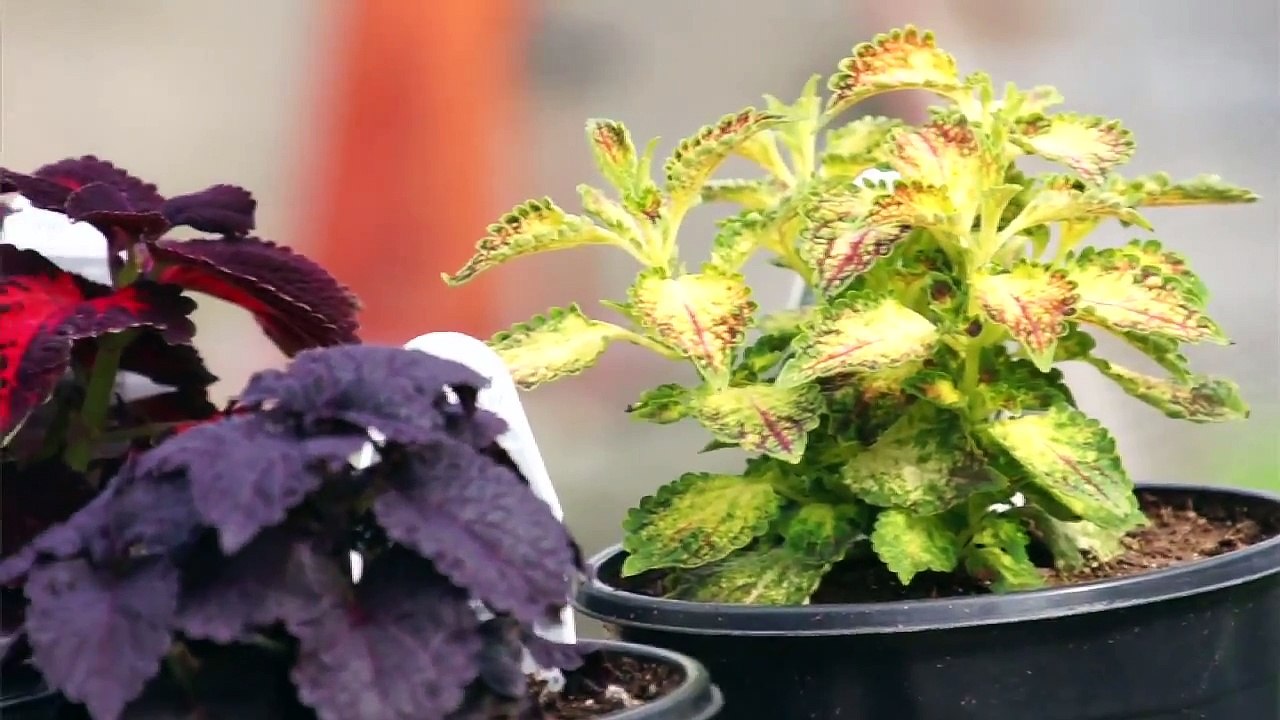 Looking Beyond Pretty- Added Value of Garden Center Plants