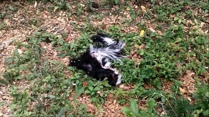 Pepe Le Pew Dead - Husky Rescue