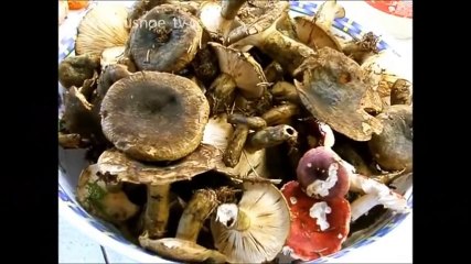 Грибы соленые горячим способом