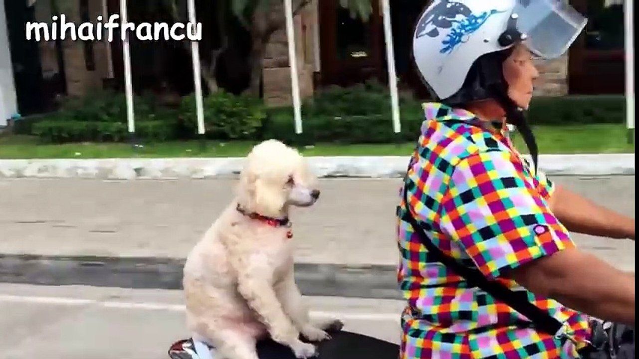 Funny Dogs - A Funny Dog Videos Compilation 2016