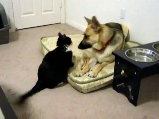 Crazy Cat Attacks Dog!