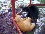 fighting mad cats -