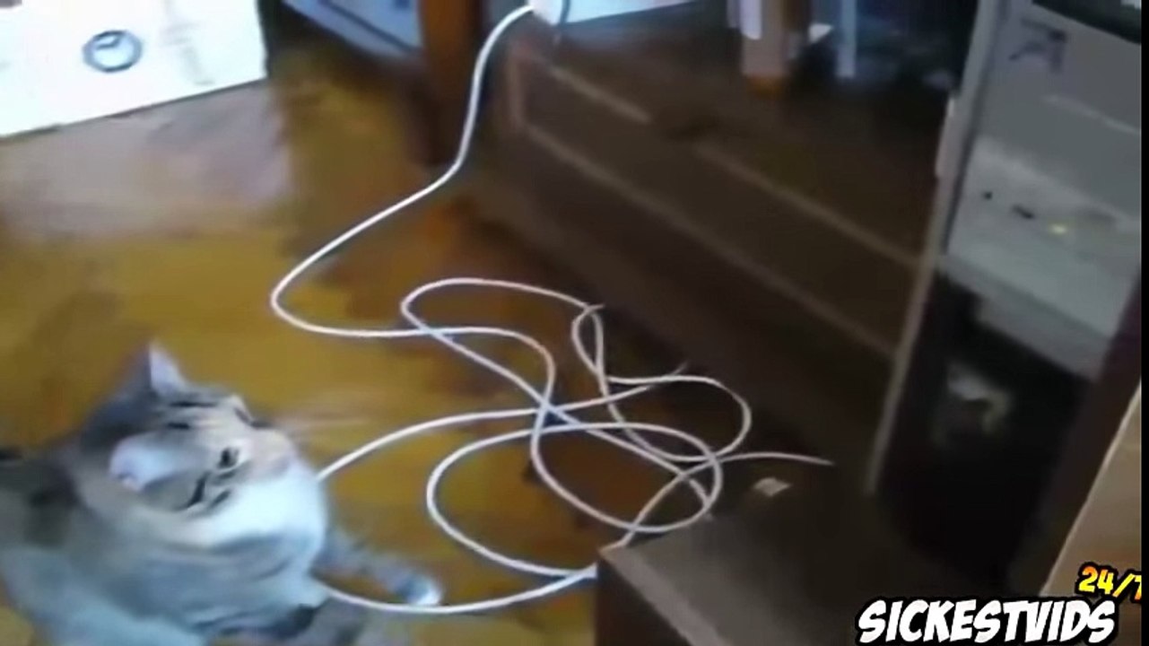 Ultimate Funny Cats Compilation - Funny Cat Videos 2016 (MUST SEE) -