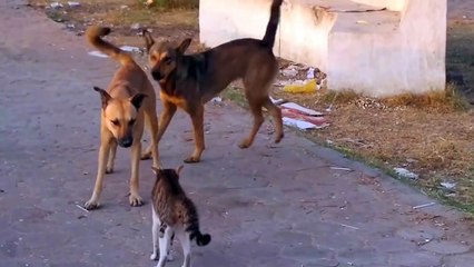 One Cat Fights 5 Dogs