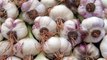 Garlic - Health Benefits | लहसुन के स्वास्थ्य लाभ | Health Care Tips In Hindi