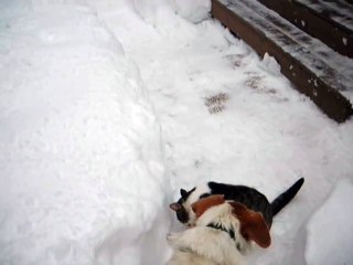 Elaine burrows in snow